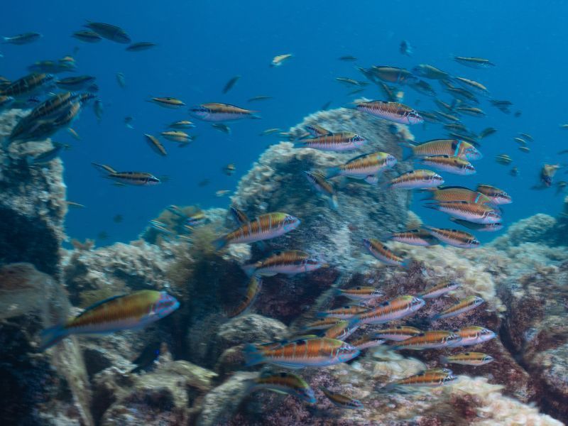 Bautizo doble de buceo en Pura Vida