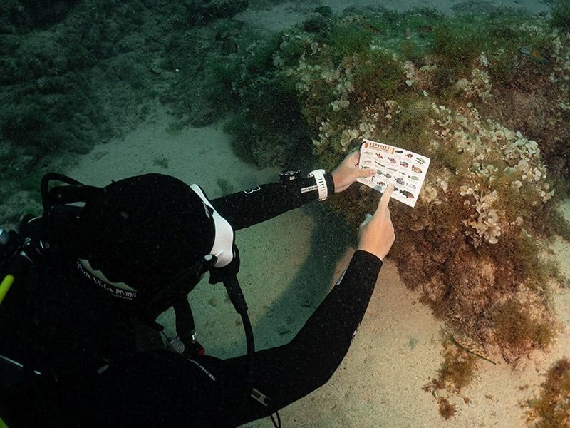 Curso Identificación de Peces en Lanzarote