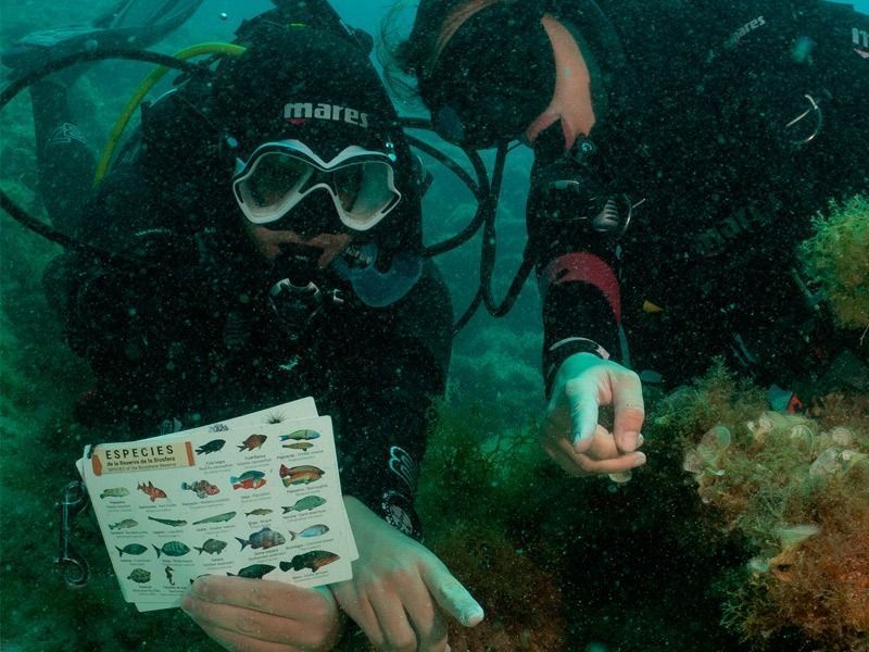 Curso Identificación de Peces en Lanzarote