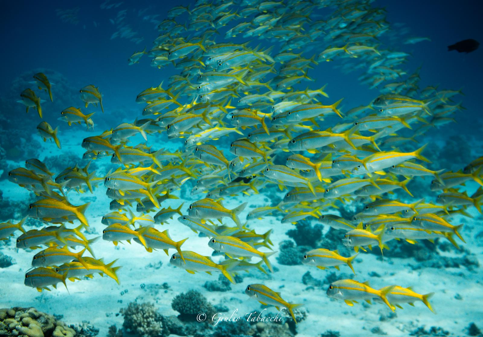 Banco de Peces Amarillos